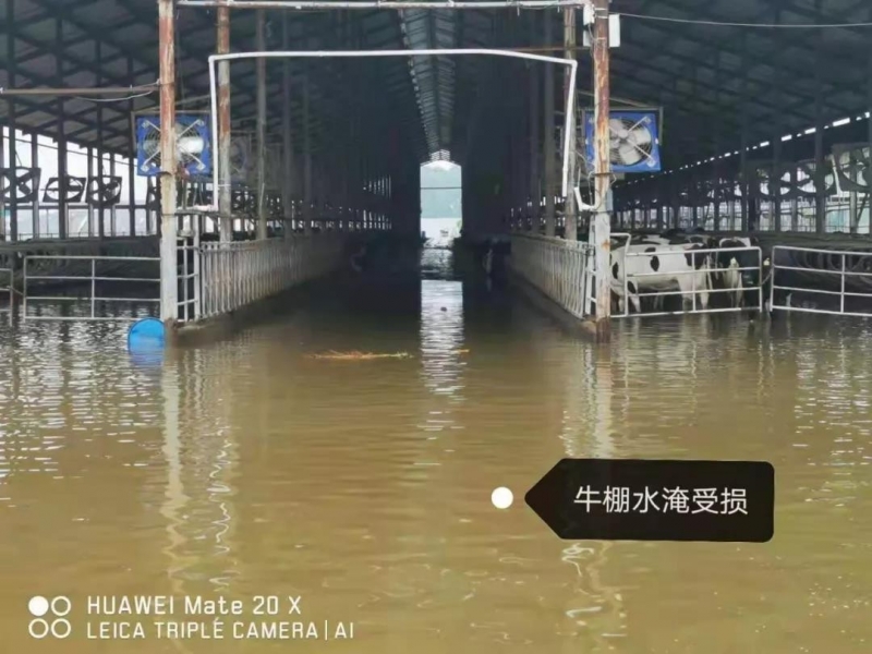 【乳報(bào)·聚焦】“豫”難而上的中原牛人“太中了”！