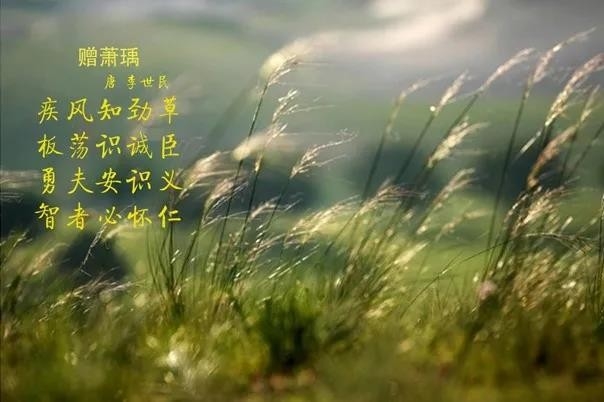 花花牛 | 疾風來臨，你是不是勁草？